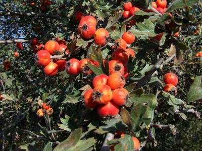 Прикрепленное изображение: DSCF5754.jpg